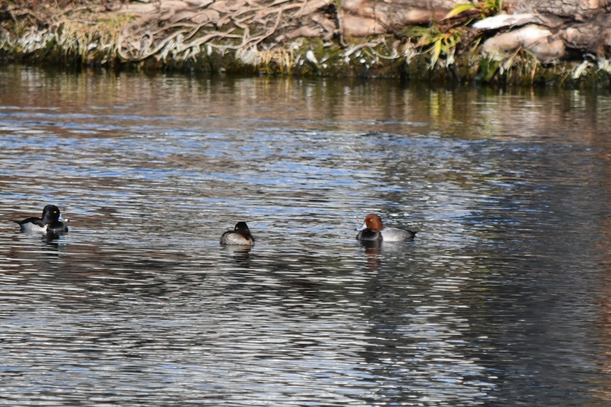 Redhead - ML645950892