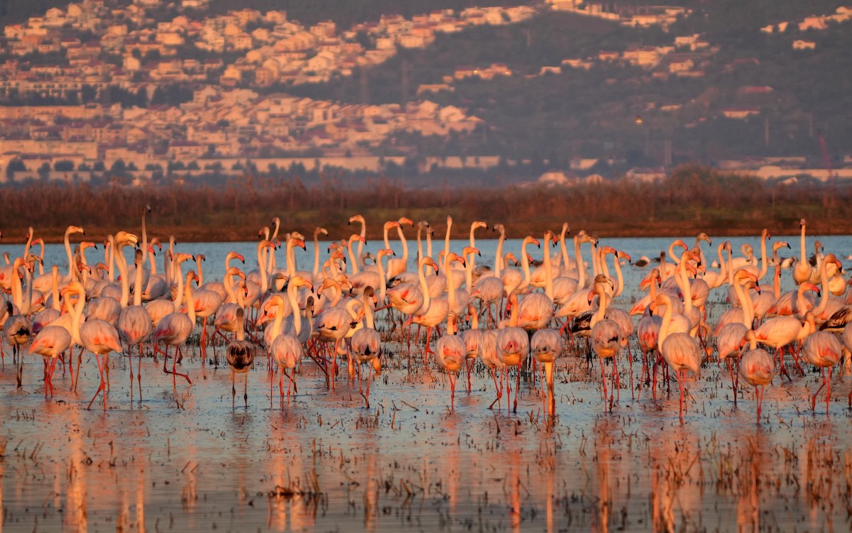 Greater Flamingo - ML645950898