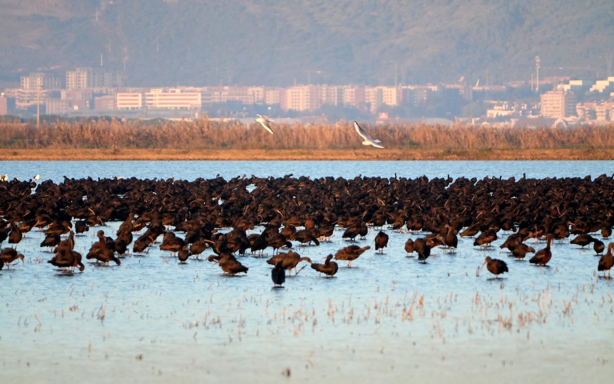 Glossy Ibis - ML645950904