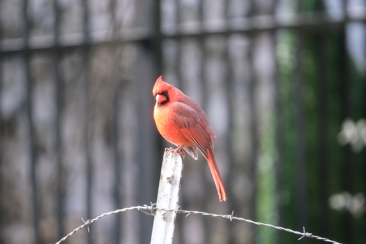 kardinál červený - ML645950907