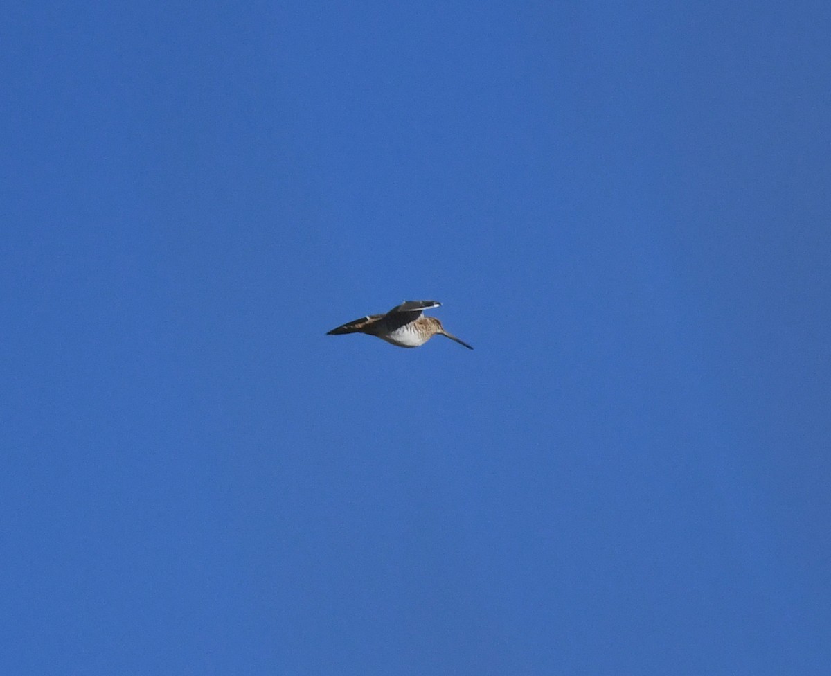 Agachadiza Común - ML645950908