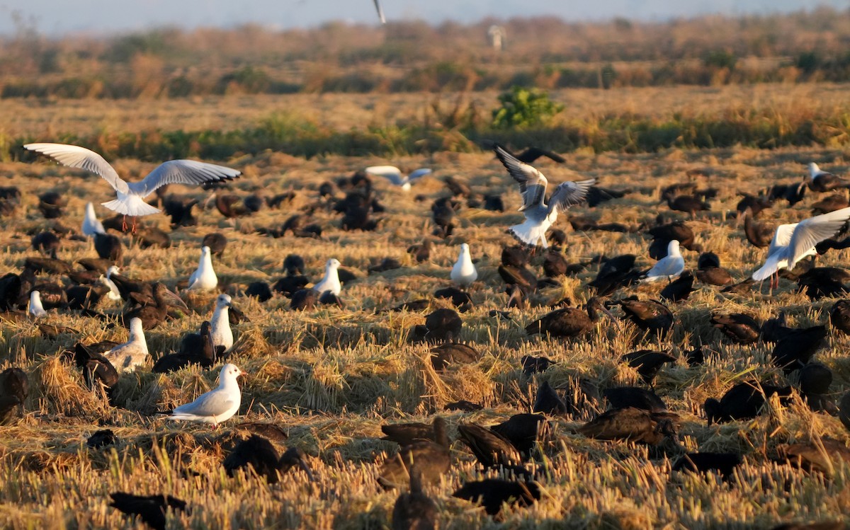Black-headed Gull - ML645950938