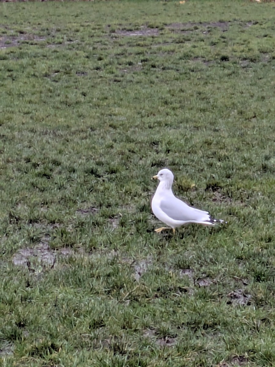 Мартин делаверський - ML645950942