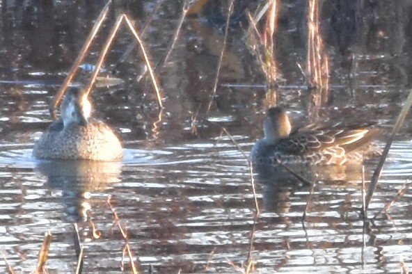 Blue-winged Teal - ML645950945