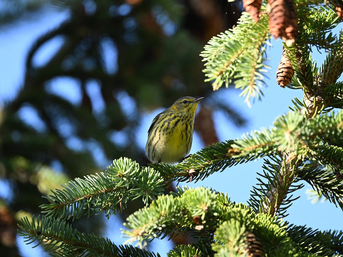 ホオアカアメリカムシクイ - ML645950950