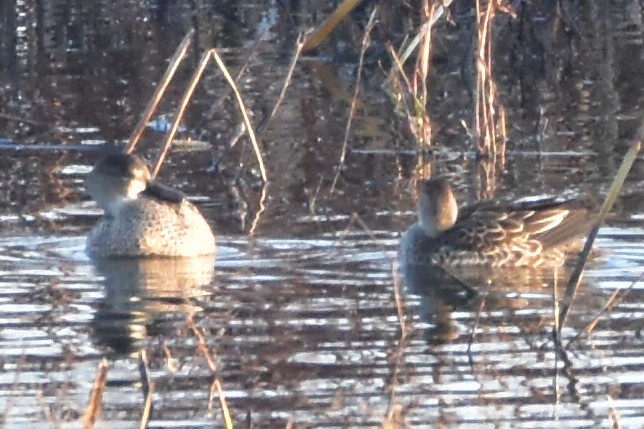 Blue-winged Teal - ML645950951