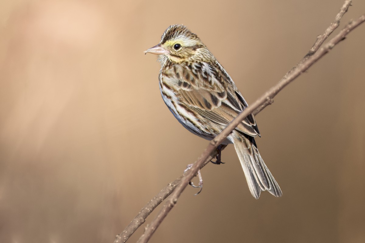 Savannah Sparrow - ML645950957