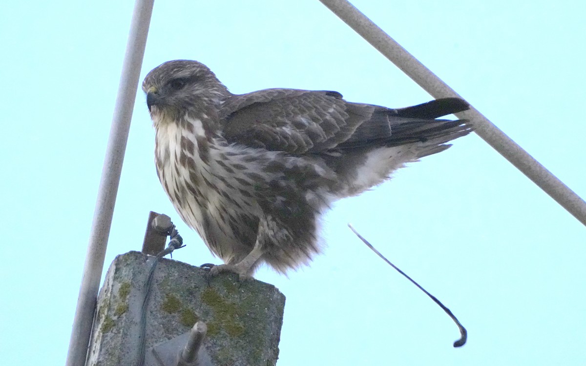 Common Buzzard - ML645950958