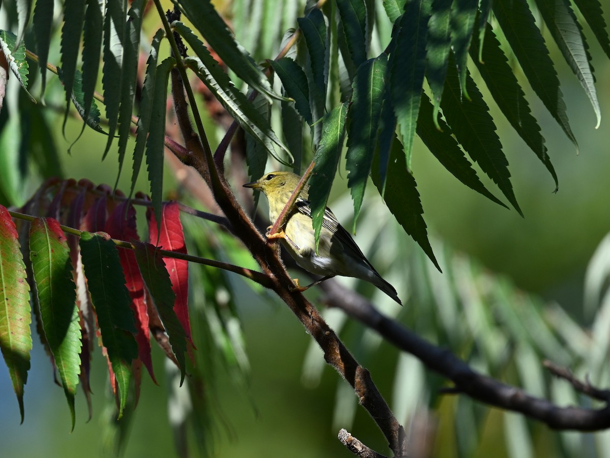 Blackpoll Warbler - ML645950959