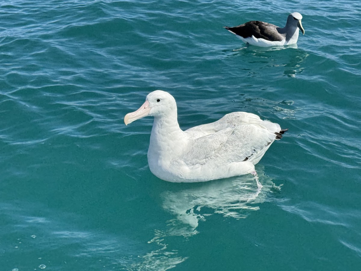 Snowy Albatross - ML645950960