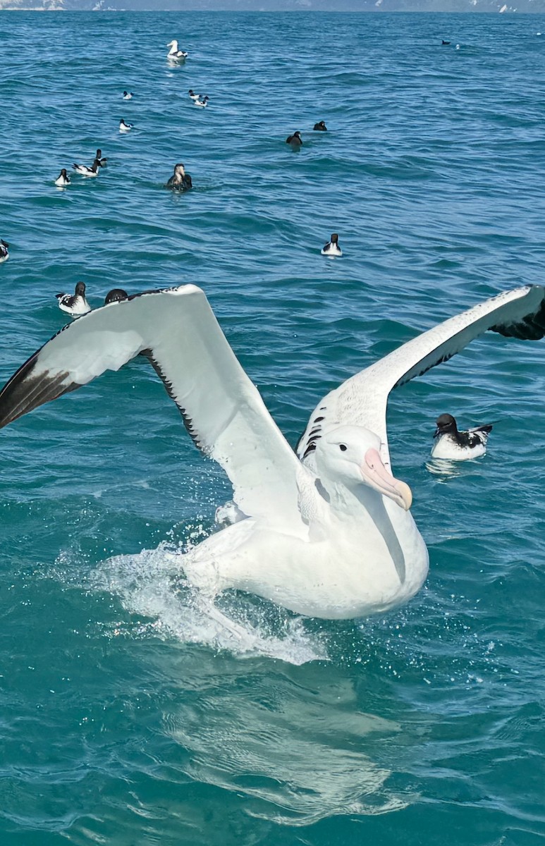 Snowy Albatross - ML645950961