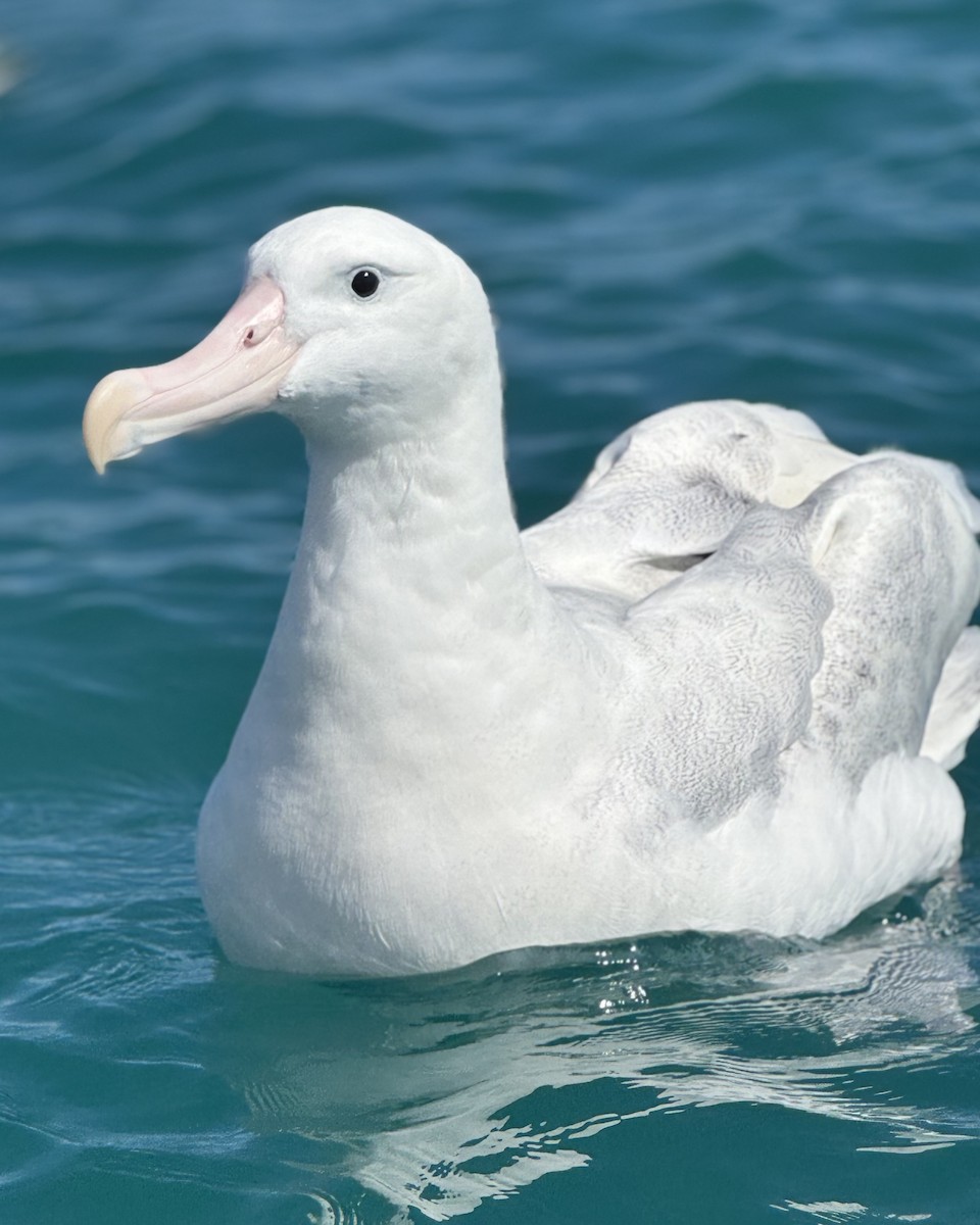 Snowy Albatross - ML645950962
