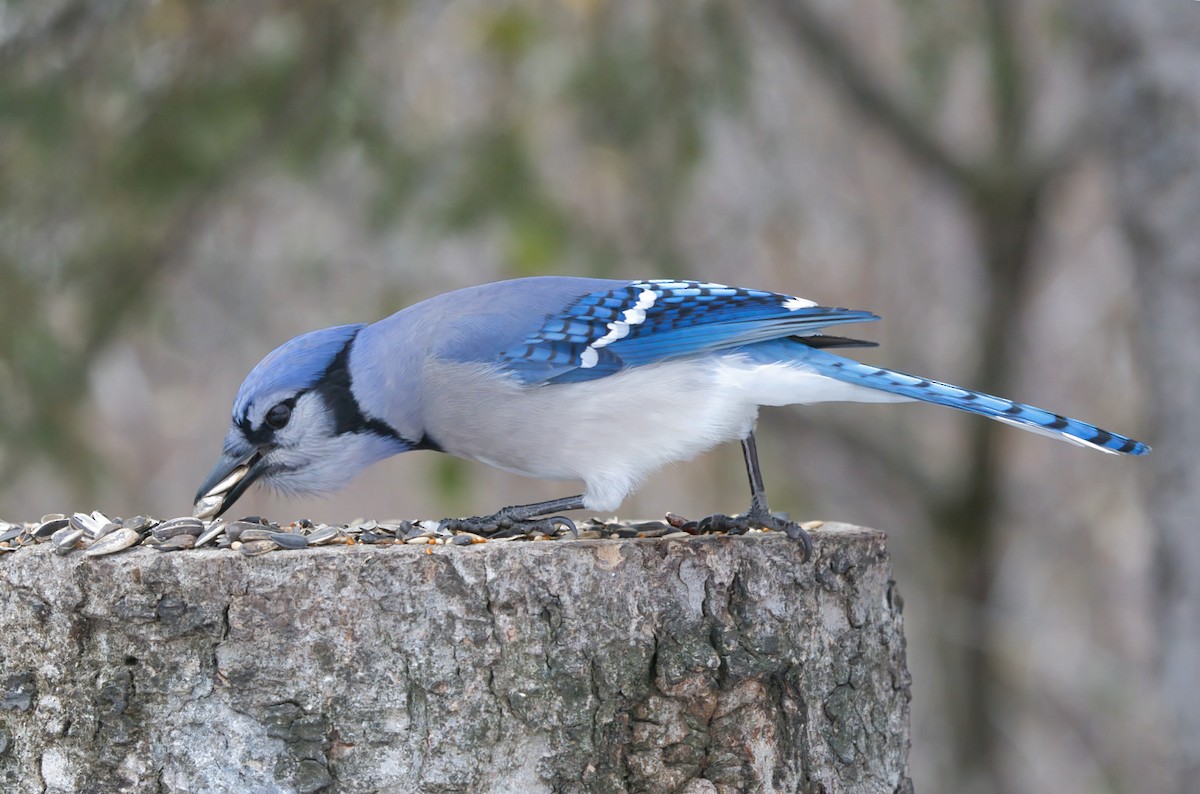 Blue Jay - ML645950978