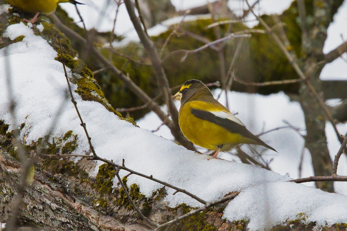 Evening Grosbeak - ML645950982