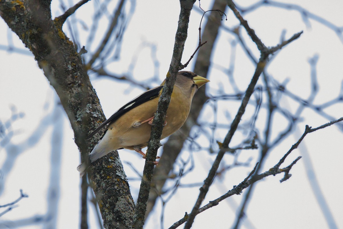 Evening Grosbeak - ML645950985