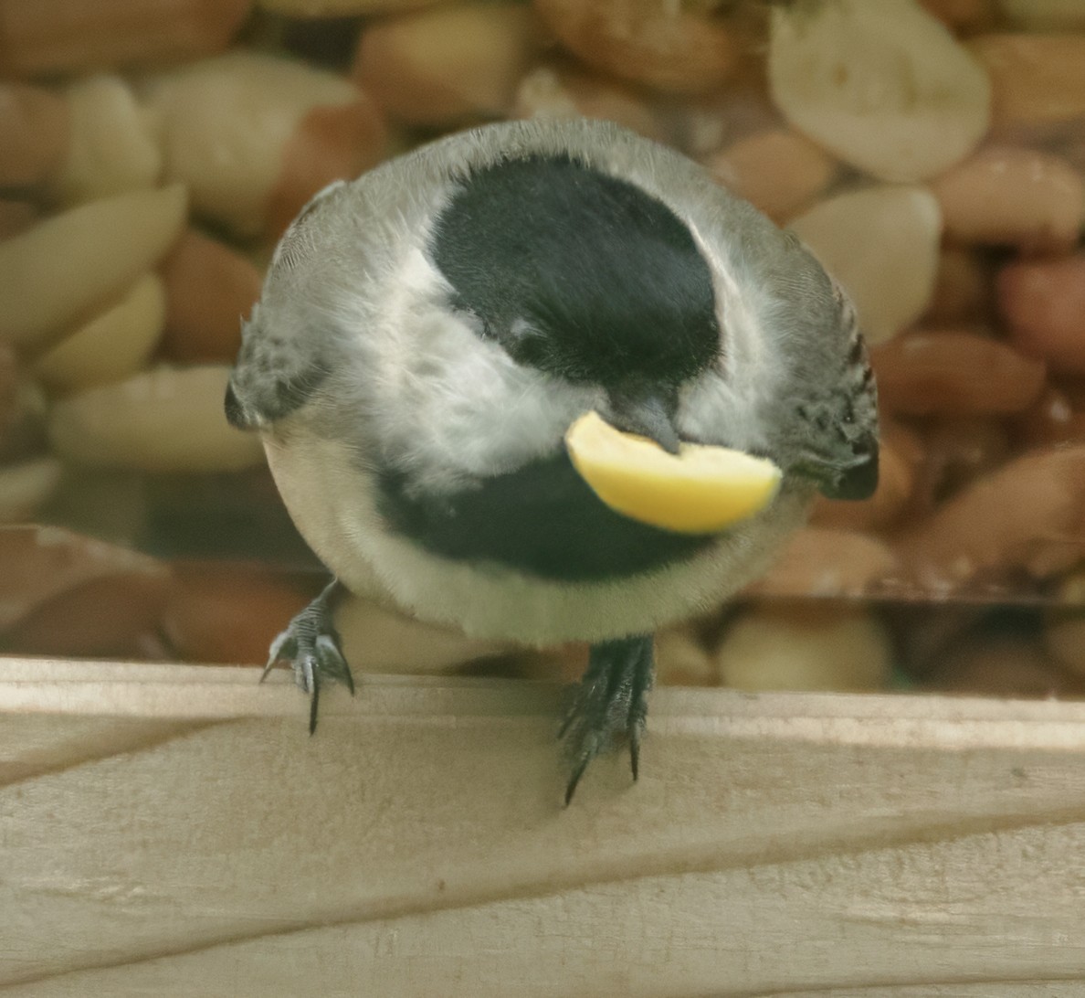 Carolina Chickadee - ML645950992