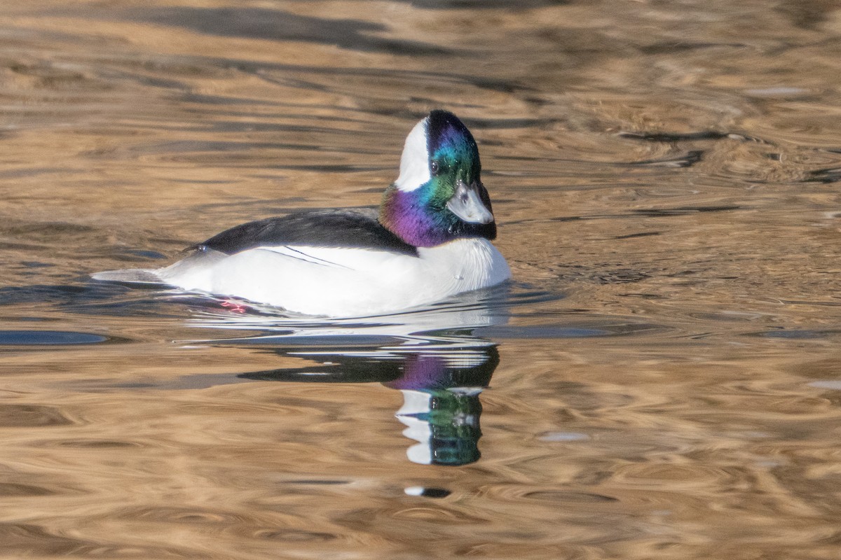 Bufflehead - ML645950994