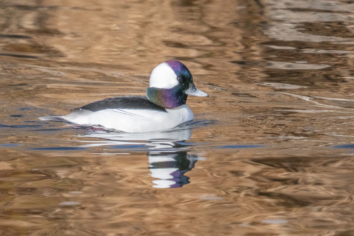 Bufflehead - ML645950995