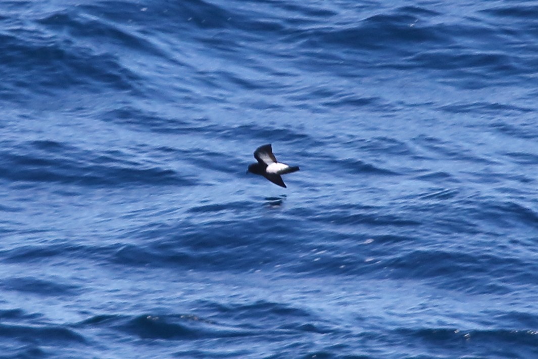 Black-bellied Storm-Petrel - ML645950997