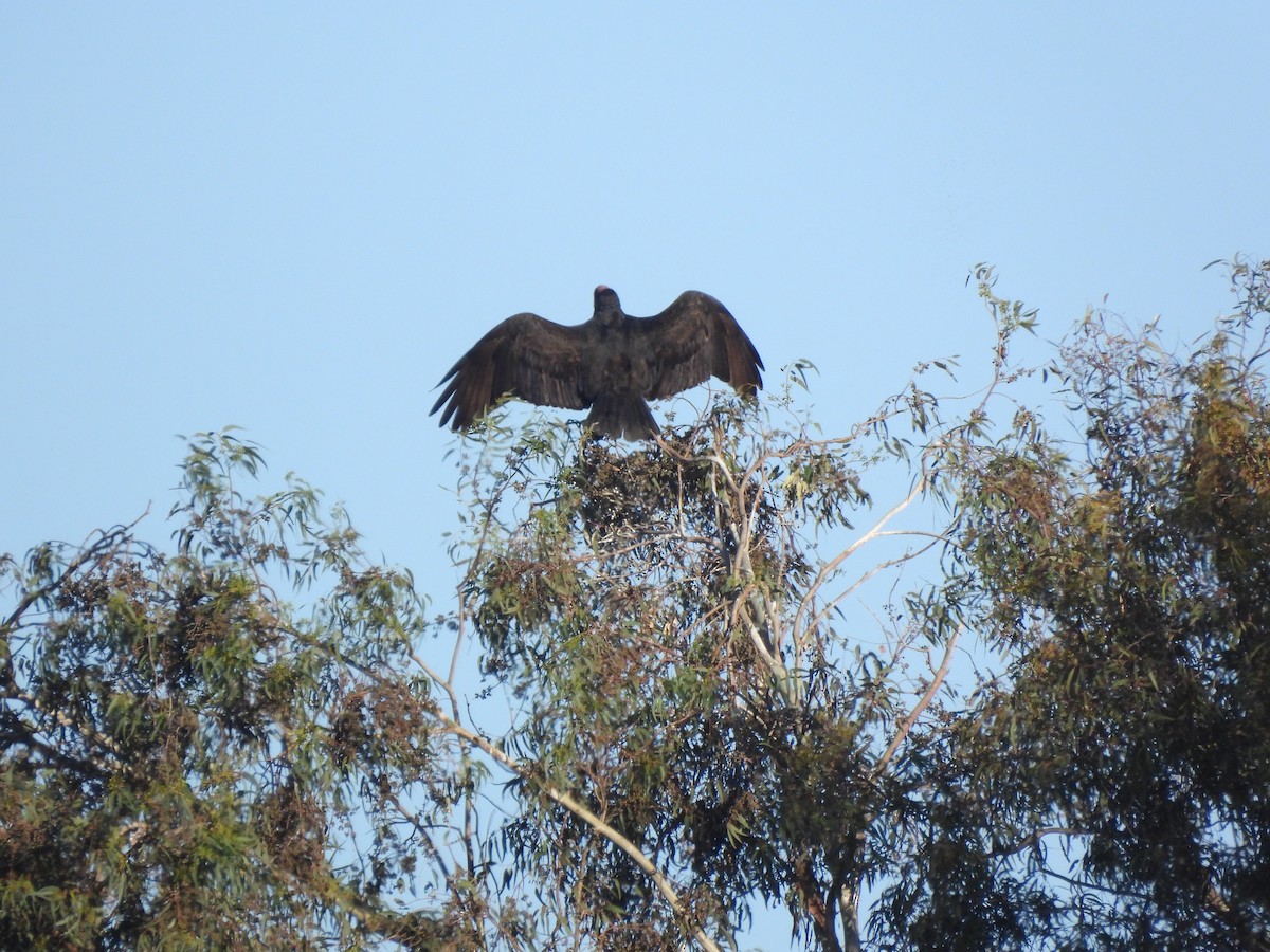 Turkey Vulture - ML645951000