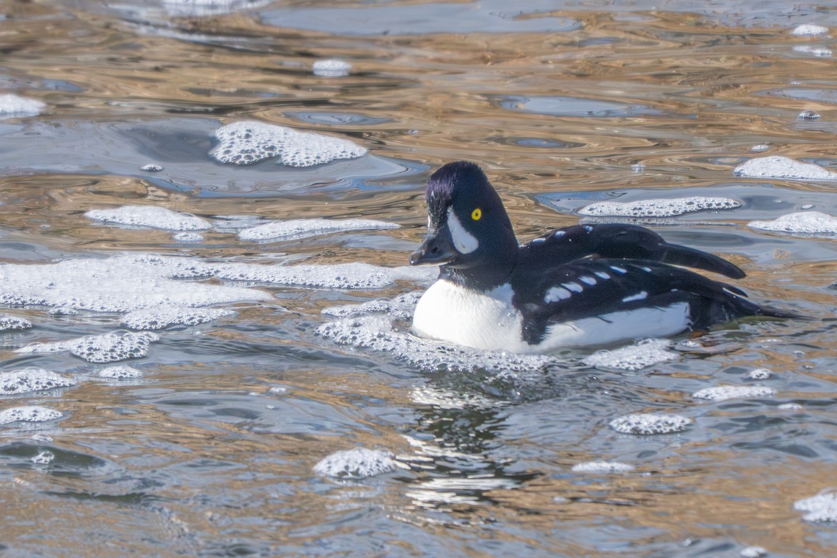 キタホオジロガモ - ML645951011