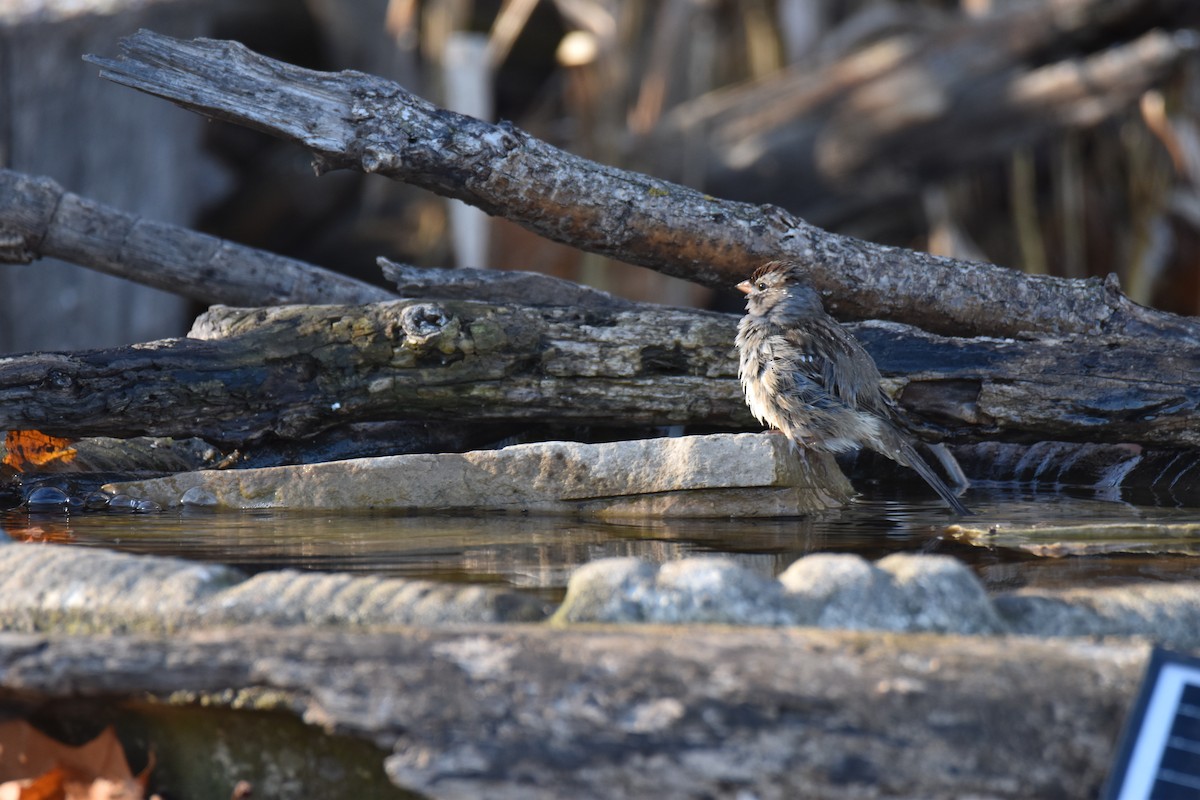 White-crowned Sparrow - ML645951012