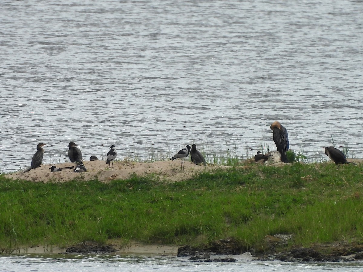 Uzun Kuyruklu Karabatak - ML645951013