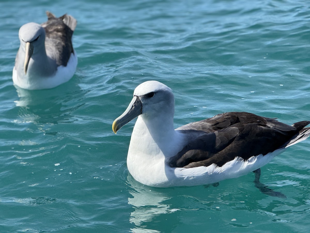 White-capped Albatross - ML645951016