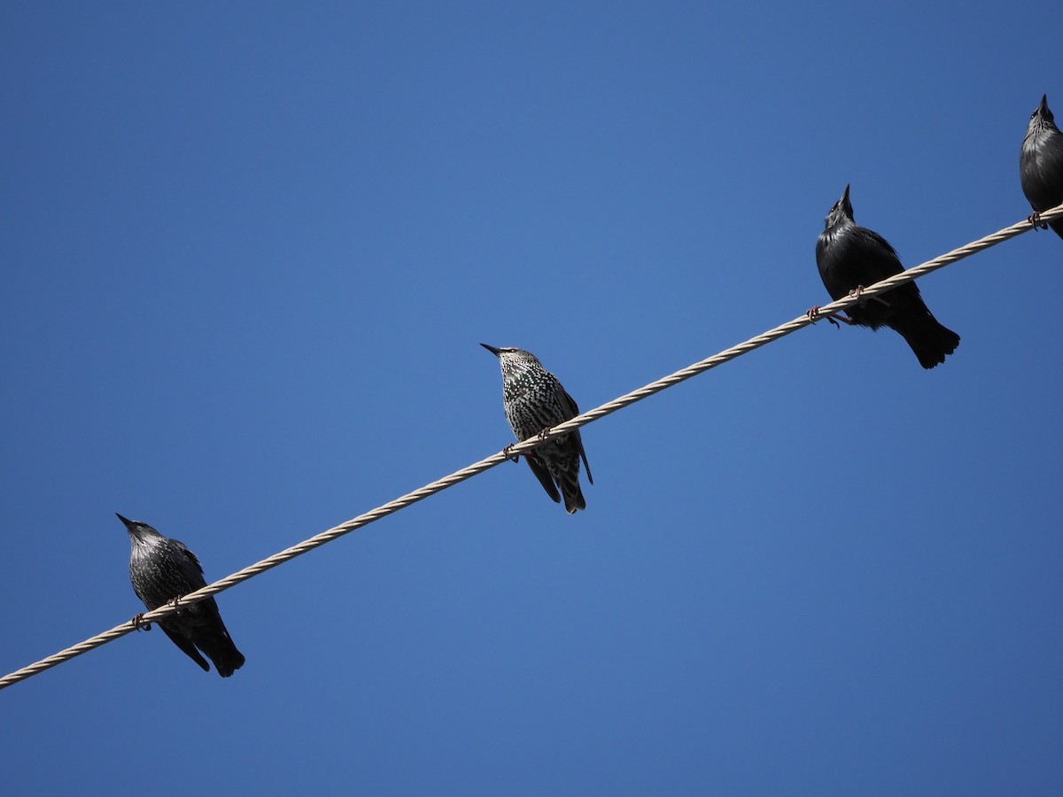 European Starling - ML645951023