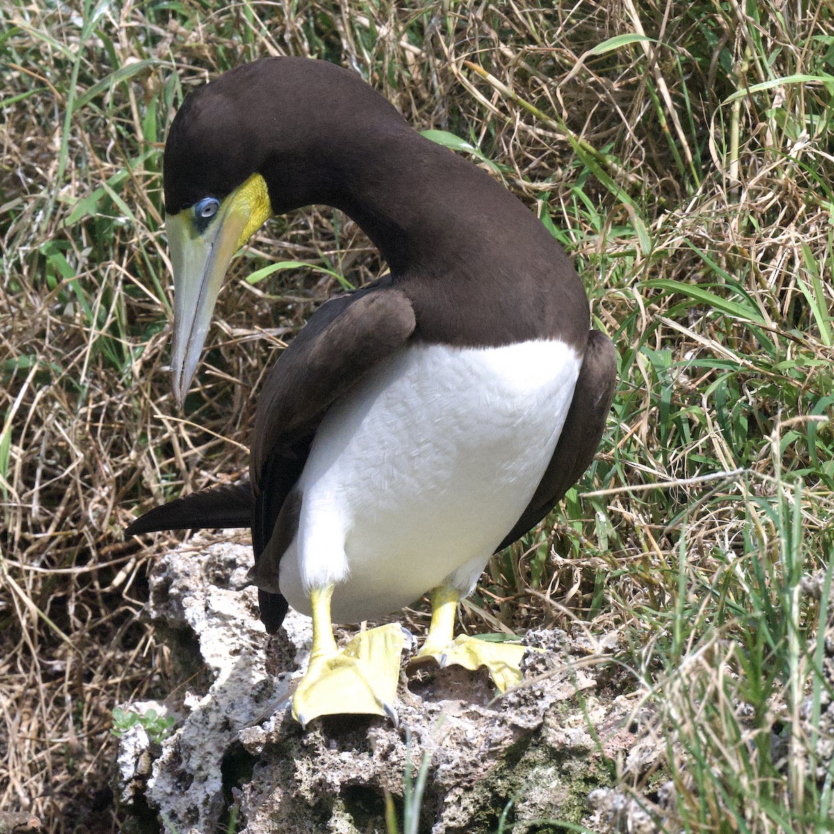 Brown Booby - ML645951032