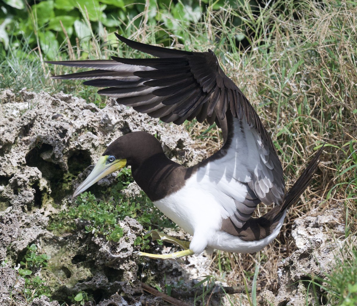 Brown Booby - ML645951038