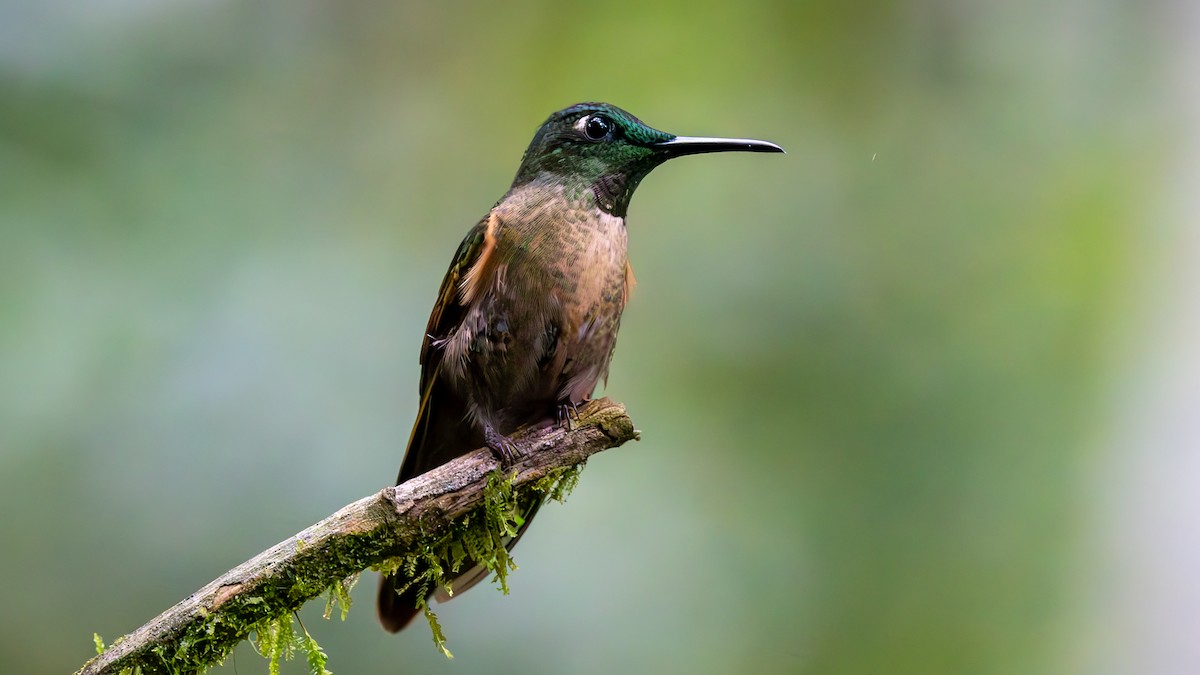 チャムネテリハチドリ - ML645951042