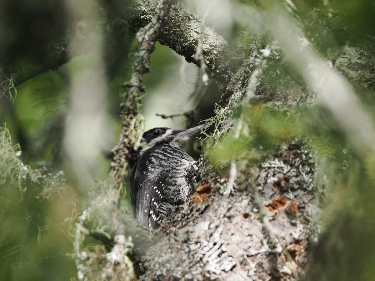 Black-backed Woodpecker - ML645951045