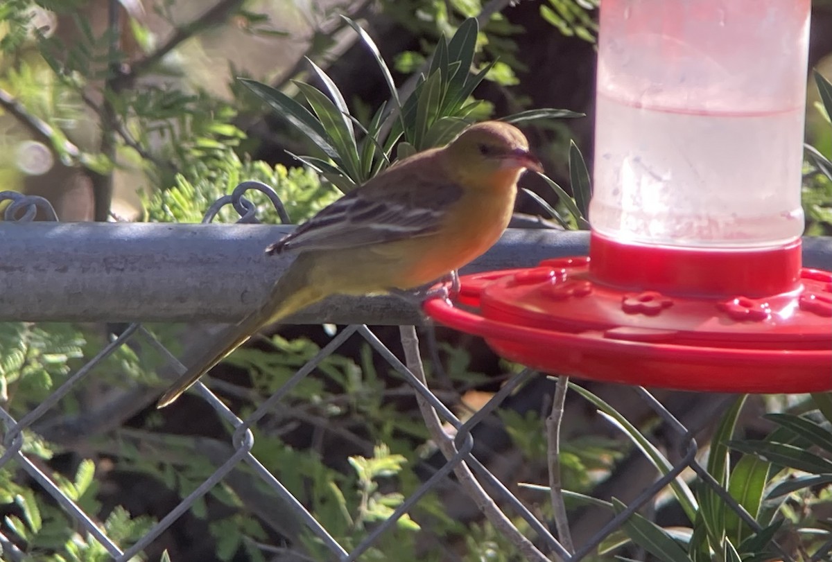 Hooded Oriole - ML645951046