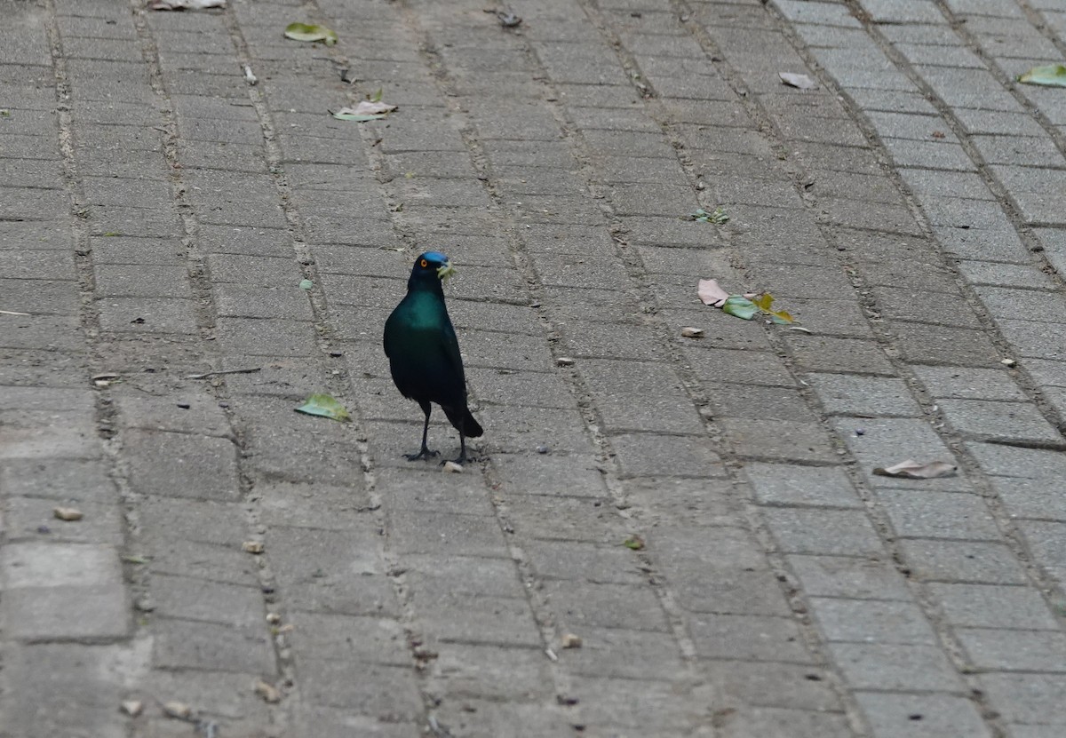 blåøreglansstær - ML645951051