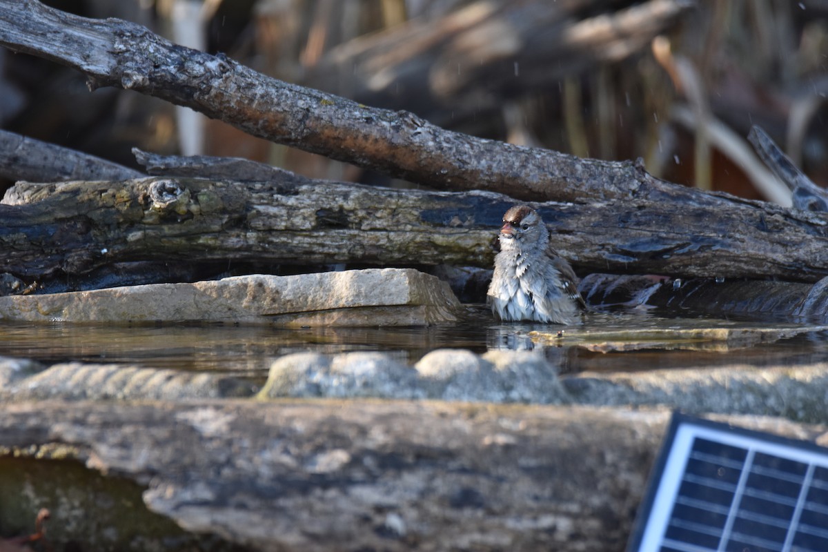 White-crowned Sparrow - ML645951052