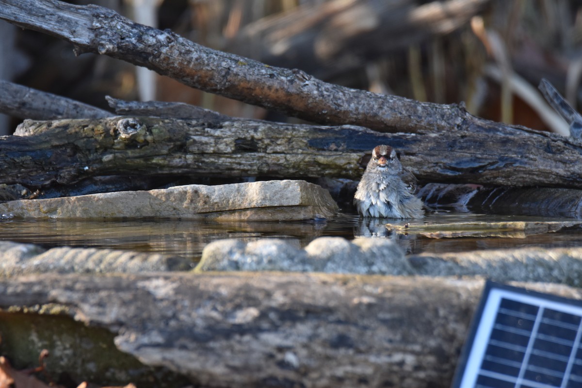 White-crowned Sparrow - ML645951064