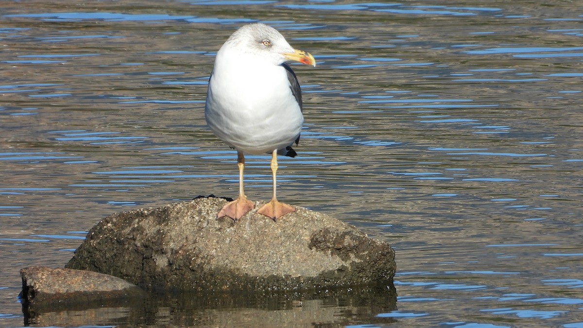 Zafferano - ML645951071