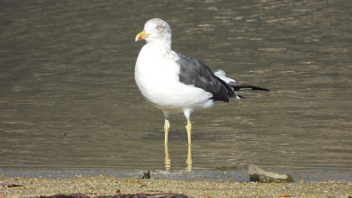 Zafferano - ML645951072