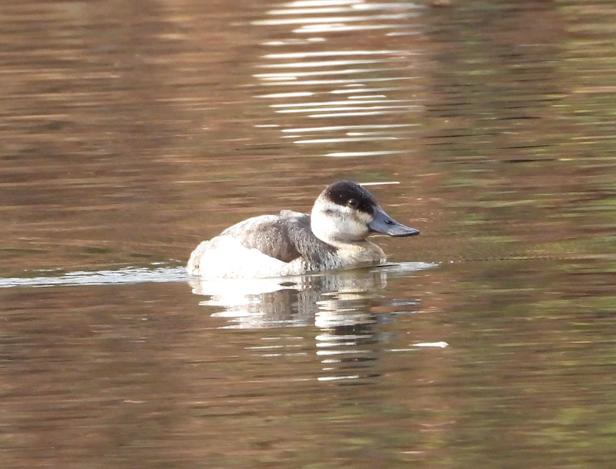 Ruddy Duck - ML645951073