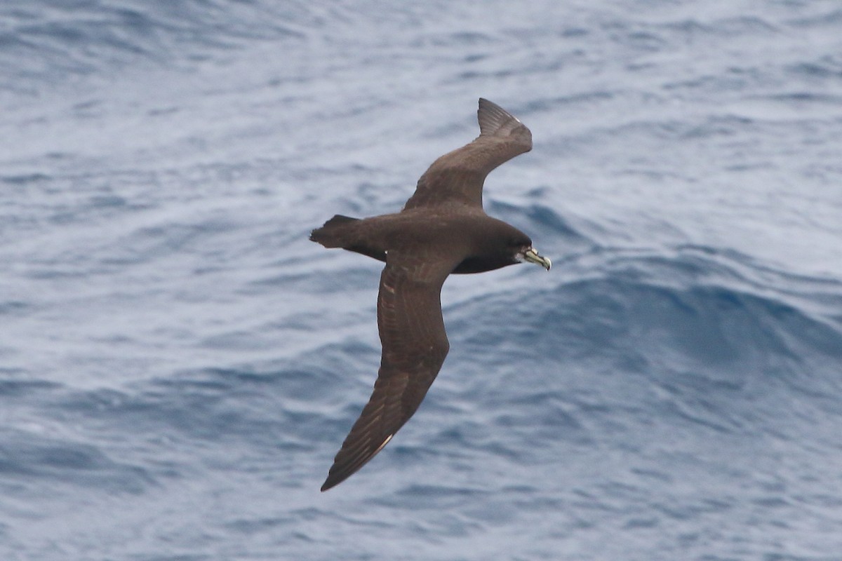 White-chinned Petrel - ML645951075