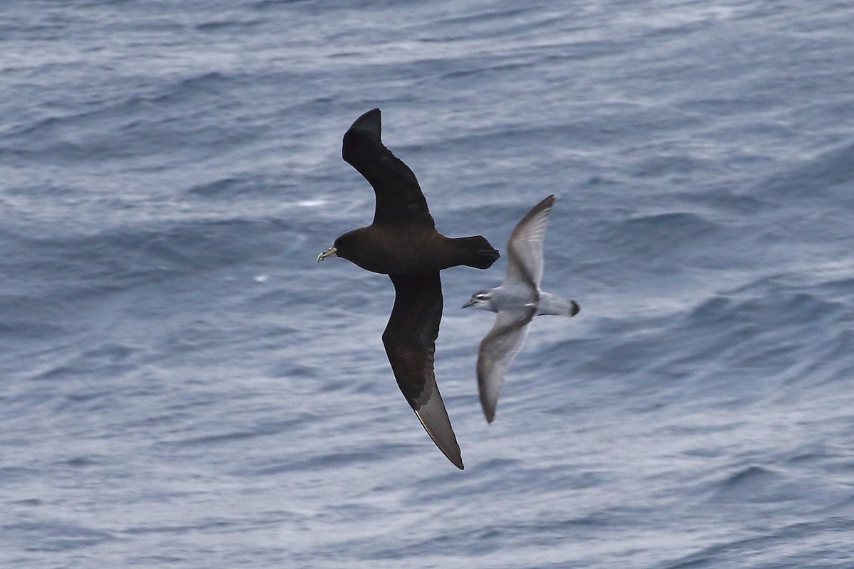 White-chinned Petrel - ML645951076