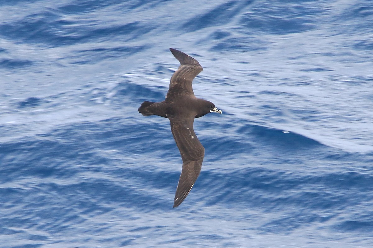 White-chinned Petrel - ML645951077