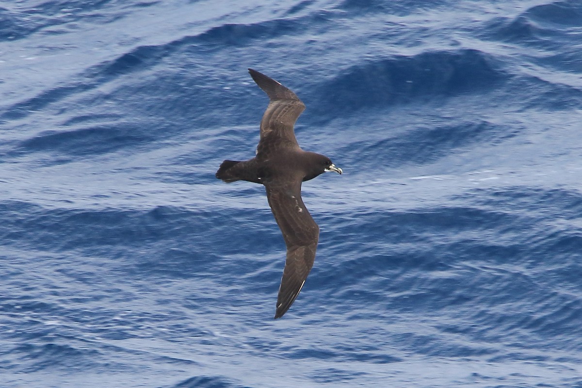 White-chinned Petrel - ML645951078
