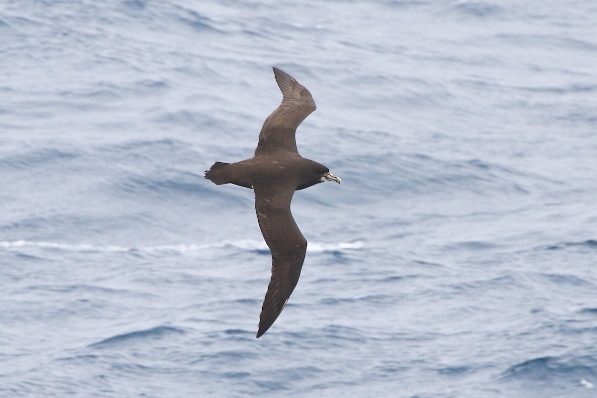 White-chinned Petrel - ML645951079