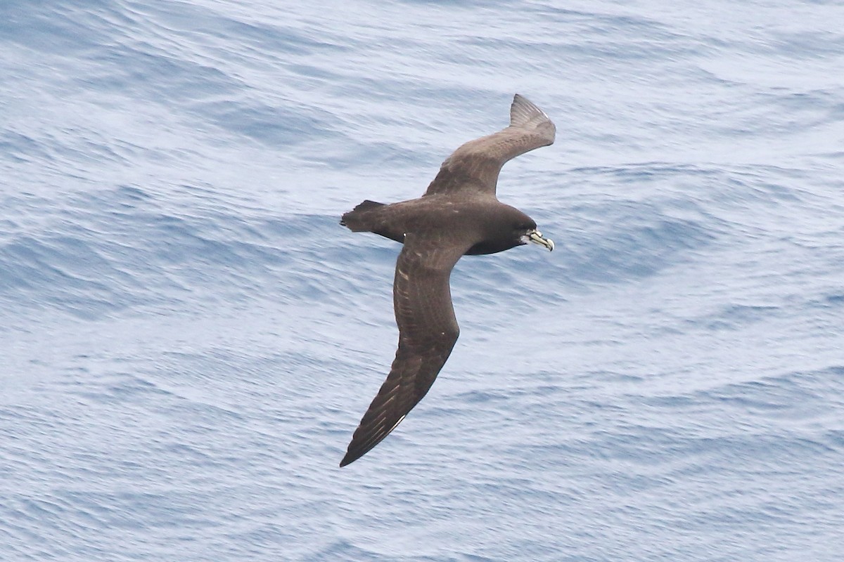 White-chinned Petrel - ML645951080