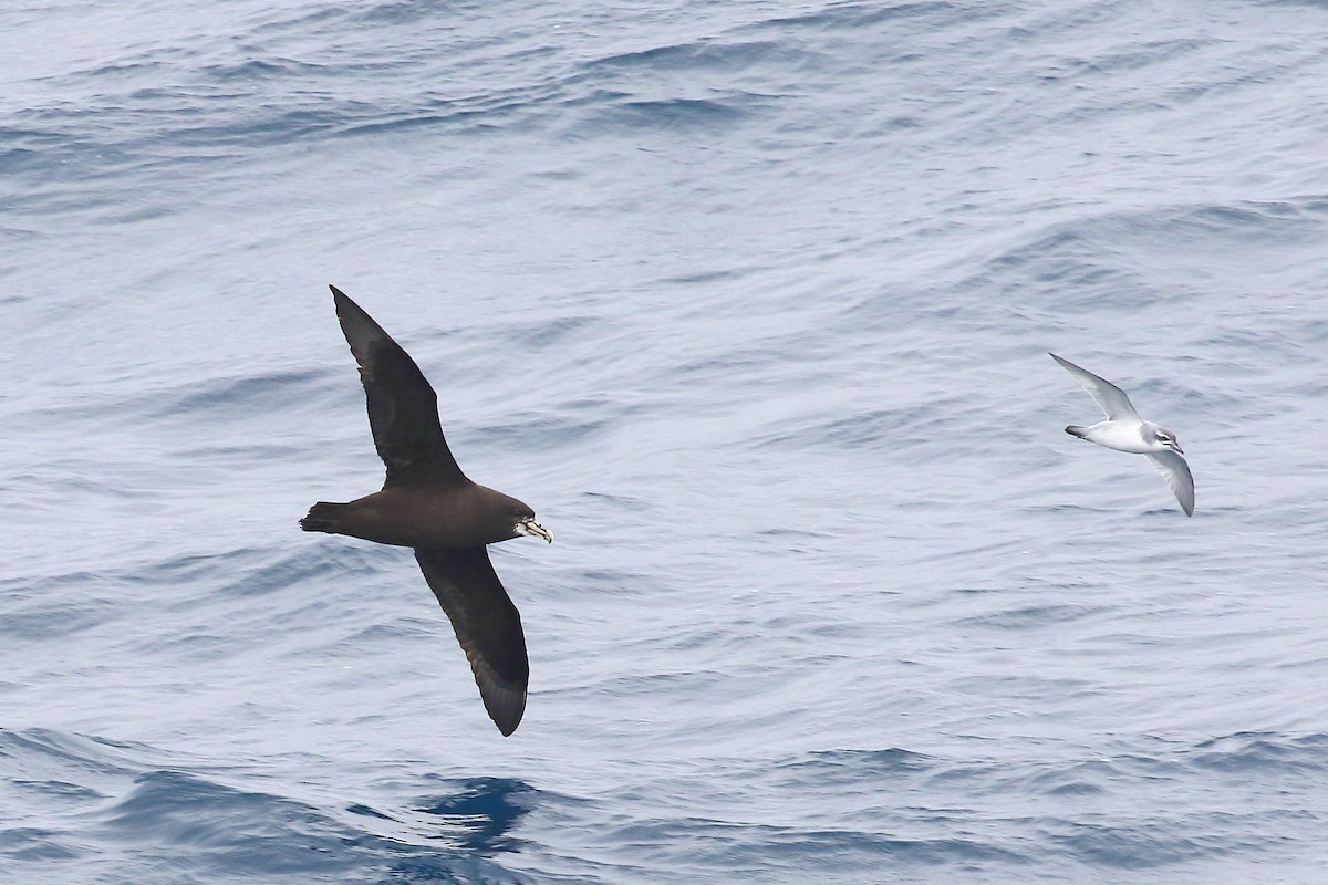 White-chinned Petrel - ML645951081