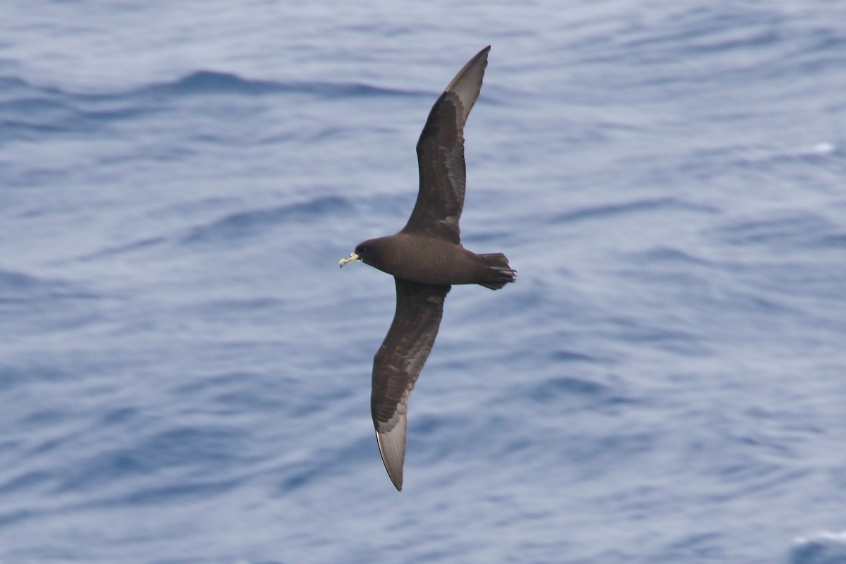 White-chinned Petrel - ML645951082