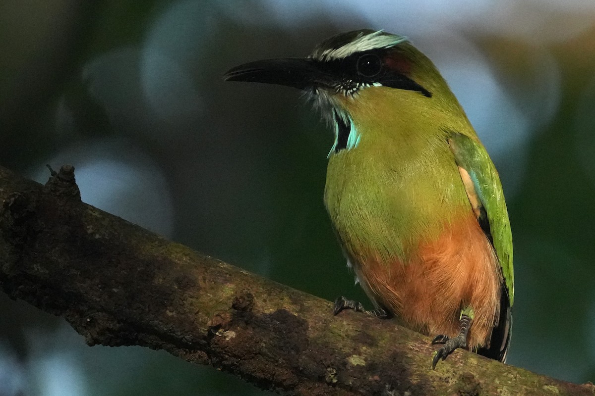 Turquoise-browed Motmot - ML645951083