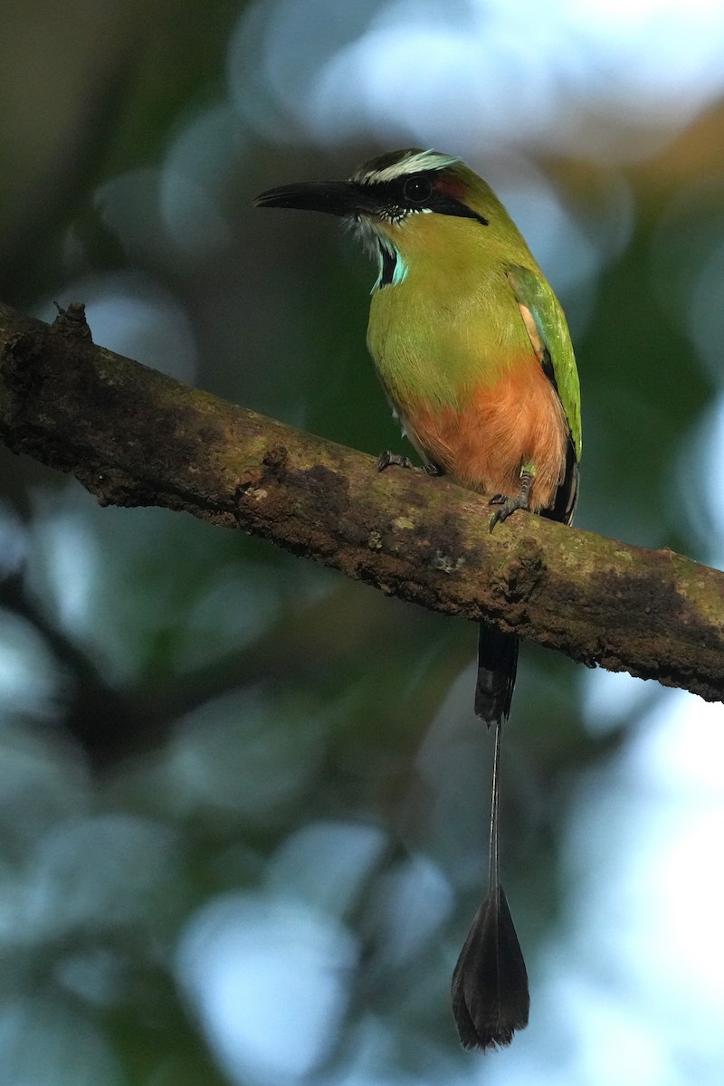 Turquoise-browed Motmot - ML645951084